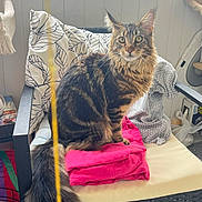 Aldo a rejoint le concours — aidez-le/la à gagner de superbes lots ! animal, cat, chair, curious, cushion, decor, domestic, feline, floor, furry, indoor, looking, pet, pink_cloth, relaxed, sitting, string, tabby, toy, window