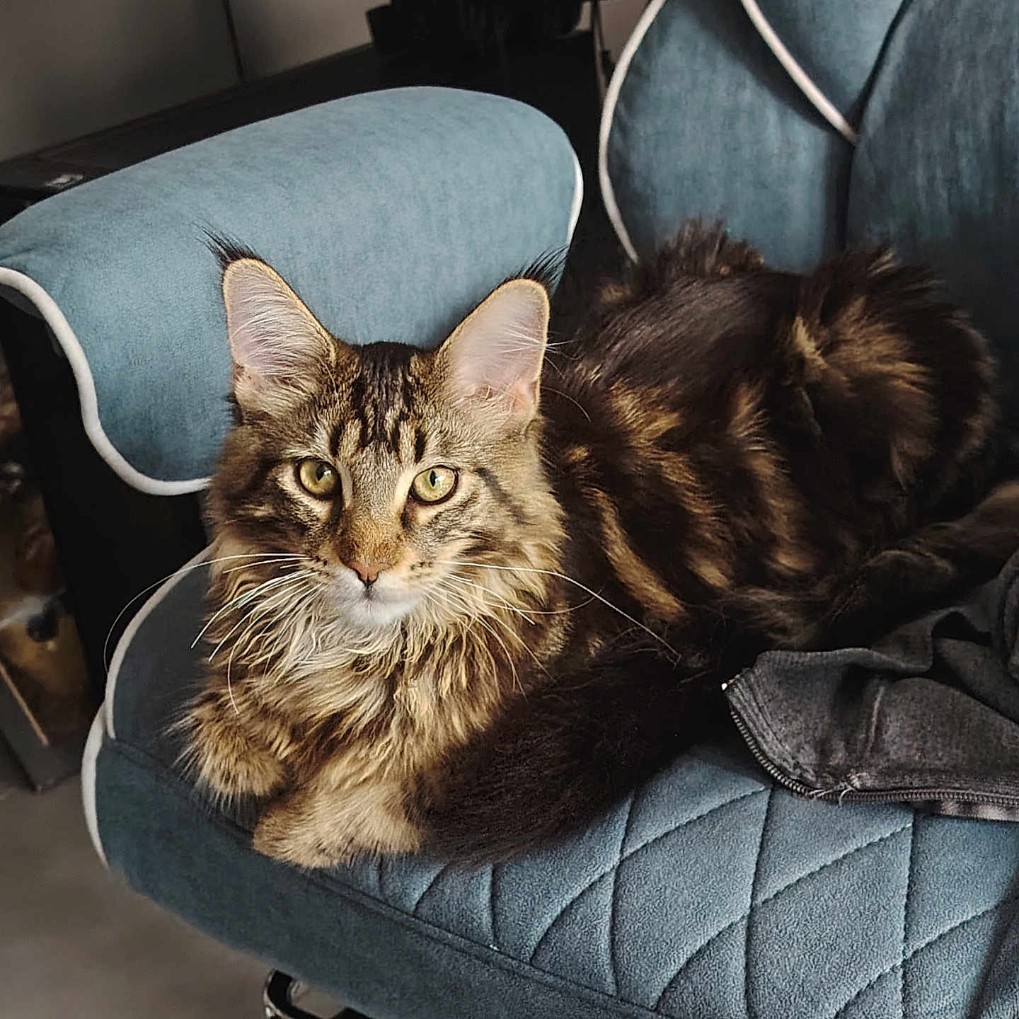 Aldo a rejoint le concours — aidez-le/la à gagner de superbes lots ! animal, blue_chair, cat, chair, cozy, domestic_cat, ears, feline, floor_tiles, furniture, home, indoor, jacket, long_hair, looking_at_camera, pet, portrait, relaxed, tabby, whiskers