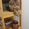 Aldo a rejoint le concours — aidez-le/la à gagner de superbes lots ! animal, books, brown_cat, cat, cozy, curious, furniture, home, indoor, living_room, paw, pet, plant_pot, potted_plant, relaxed, resting, stack_of_books, striped_cat, tabby_cat, wooden_shelf