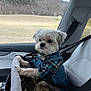 dog, pet, car, car_seat, seatbelt, plaid, denim, window, countryside, field, forest, white_fur, small_dog, clothing, resting, cozy, travel, indoor, seat, accessory