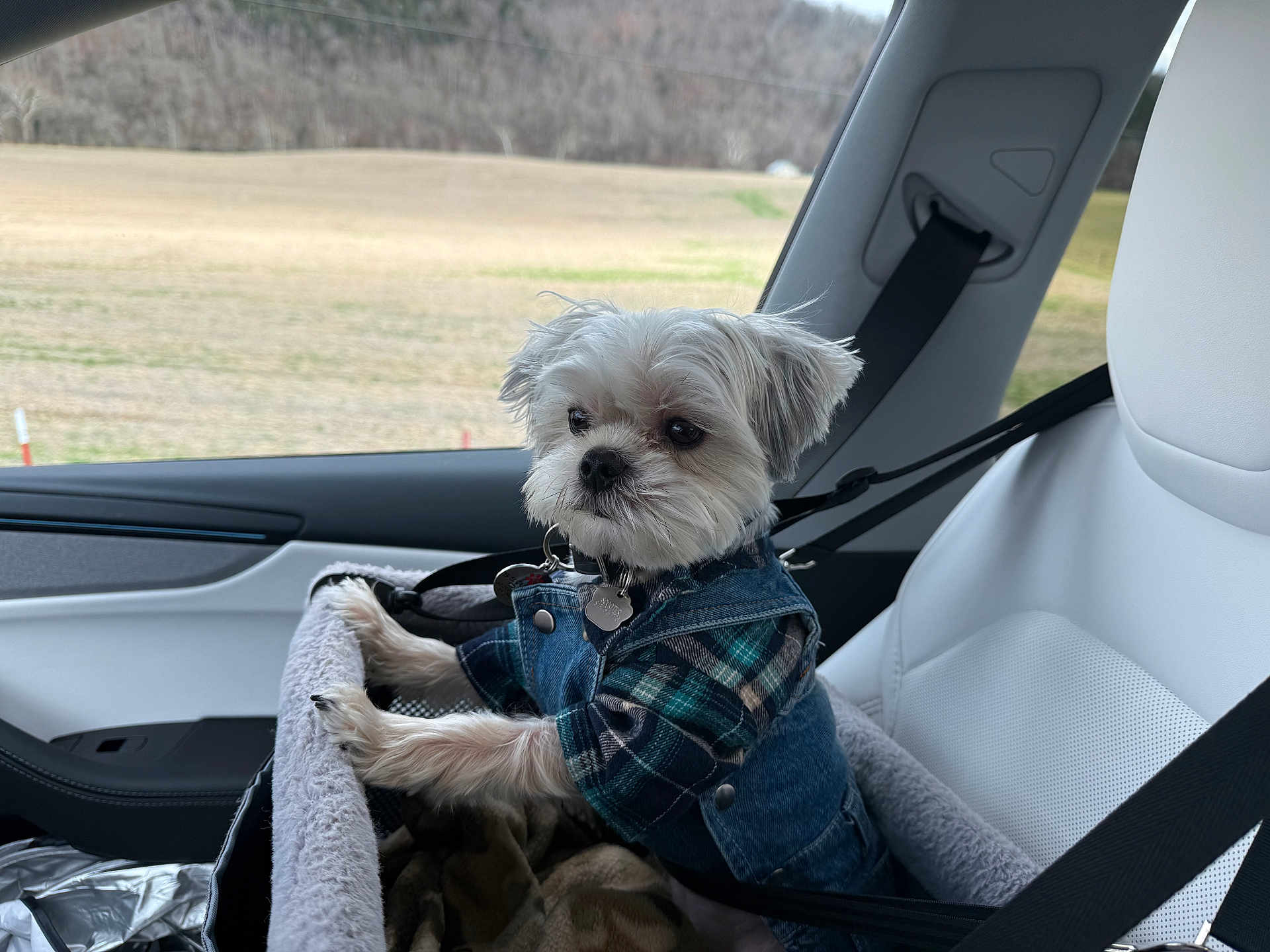 Scooter joined the competition — help win amazing prizes! dog, pet, car, car_seat, seatbelt, plaid, denim, window, countryside, field, forest, white_fur, small_dog, clothing, resting, cozy, travel, indoor, seat, accessory