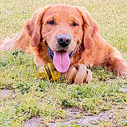 Ulko participe au concours pour gagner de l'argent avec cette photo : dog, golden_retriever, grass, tongue_out, toy, chew_toy, pet, animal, outdoor, nature, playing, lying_down, happy, summer, canine, fur, muzzle, ears, snout, daylight