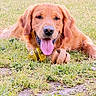 animal, canine, chew_toy, daylight, dog, ears, fur, golden_retriever, grass, happy, lying_down, muzzle, nature, outdoor, pet, playing, snout, summer, tongue_out, toy