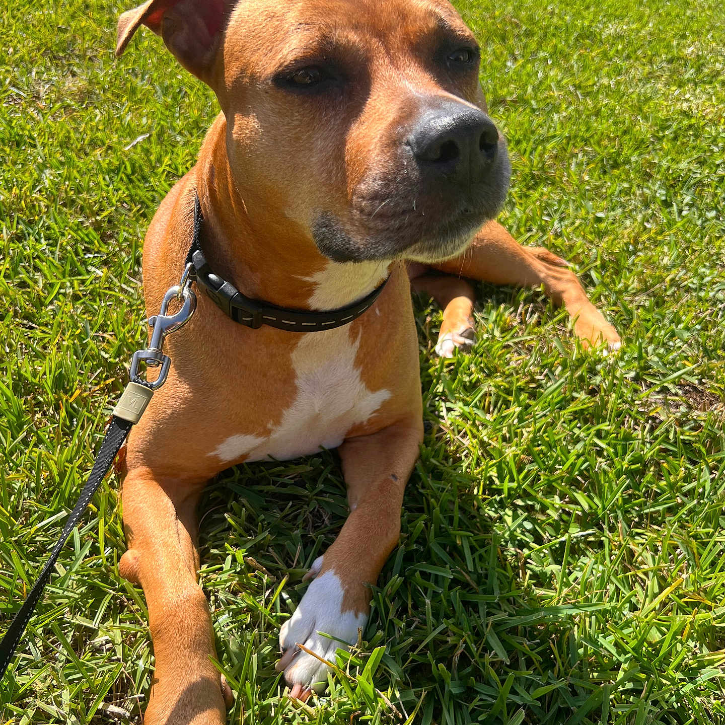 Kate joined the competition — help win amazing prizes! accessories, animal, boxer, bulldog, canine, dog, field, grass, grassland, hound, lawn, leash, nature, outdoors, pet, pitbull, plant, puppy, snout, strap