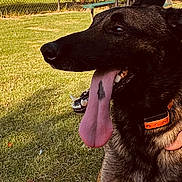 Harley joined the competition — help win amazing prizes! dog, panting, tongue_out, grass, park, bench, fence, trees, outdoors, pet, collar, sitting, close_up, muzzle, paws, sunlight, shadow, human_hand, sky, attentive
