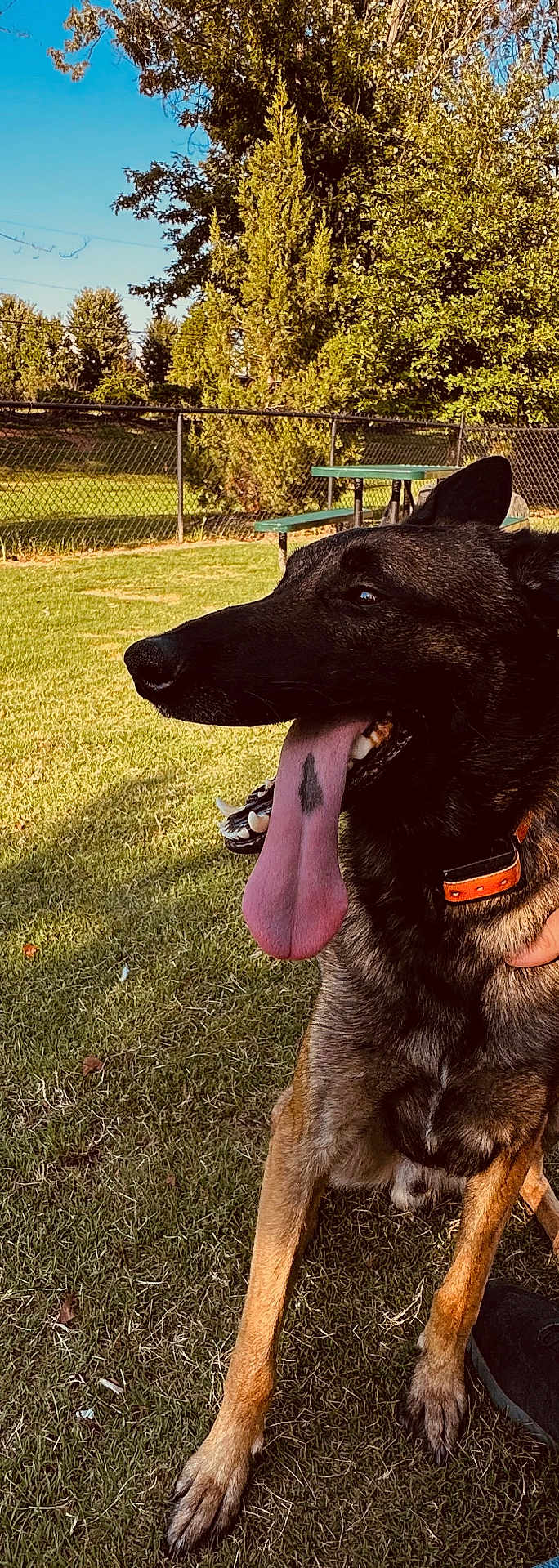 Harley joined the competition — help win amazing prizes! dog, panting, tongue_out, grass, park, bench, fence, trees, outdoors, pet, collar, sitting, close_up, muzzle, paws, sunlight, shadow, human_hand, sky, attentive