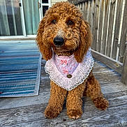 Pickle Bailey is registered to the contest to win money with this photo: dog, curly_fur, bandana, pink, lace, porch, wooden_floor, outdoor, pet, sitting, closeup, brown, cute, adorable, furry, eyes, nose, collar, home, daylight