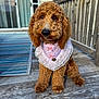 dog, curly_fur, bandana, pink, lace, porch, wooden_floor, outdoor, pet, sitting, closeup, brown, cute, adorable, furry, eyes, nose, collar, home, daylight