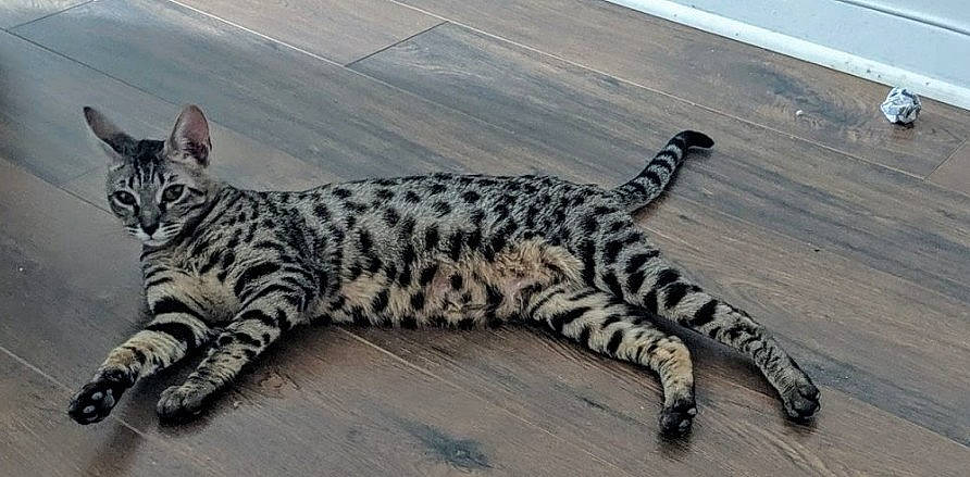 Irka participe au concours pour gagner de l'argent avec cette photo : balance, carnivore, cat, claw, domestic_short_haired_cat, felidae, flooring, foot, fur, paw, small_to_medium_sized_cats, snout, tail, terrestrial_animal, whiskers, wildlife, wood