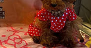 Yams is registered to the contest to win money with this photo: dog, small_dog, toy_poodle, red_bow, polka_dot, dress, cute, pet, indoor, cushion, hello_kitty, pink, fur, sitting, animal, adorable, fluffy, accessory, portrait, domestic_animal