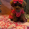 dog, small_dog, toy_poodle, red_bow, polka_dot, dress, cute, pet, indoor, cushion, hello_kitty, pink, fur, sitting, animal, adorable, fluffy, accessory, portrait, domestic_animal