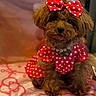 dog, brown, fluffy, bow, red, polka_dot, dress, pet, cute, small_dog, indoor, fabric, pattern, sitting, accessory, collar, portrait, animal, furry, adorable