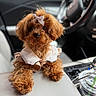 Yams joined the competition — help win amazing prizes! dog, brown_dog, pet, car_interior, center_console, bow, cute, fluffy, small_dog, toy_poodle, collar, seat, cup, plastic_cup, straw, window, steering_wheel, closeup, indoor, animal