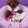 dog, puppy, brown_fur, fluffy, pet_bed, pink, plush_toy, purple_wall, cute_outfit, collar, soft_texture, indoor, small_dog, toy, cozy, pet, animal, comfort, sitting, adorable
