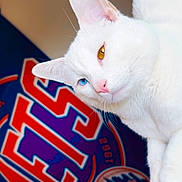 Polar Pete joined the competition — help win amazing prizes! blue_eye, cat, close_up, curious, ear, feline, fur, golden_eye, heterochromia, indoor, logo, mets, mlb, pet, pink_nose, portrait, sports_banner, wall_poster, whiskers, white_cat