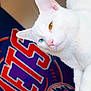 blue_eye, cat, close_up, curious, ear, feline, fur, golden_eye, heterochromia, indoor, logo, mets, mlb, pet, pink_nose, portrait, sports_banner, wall_poster, whiskers, white_cat
