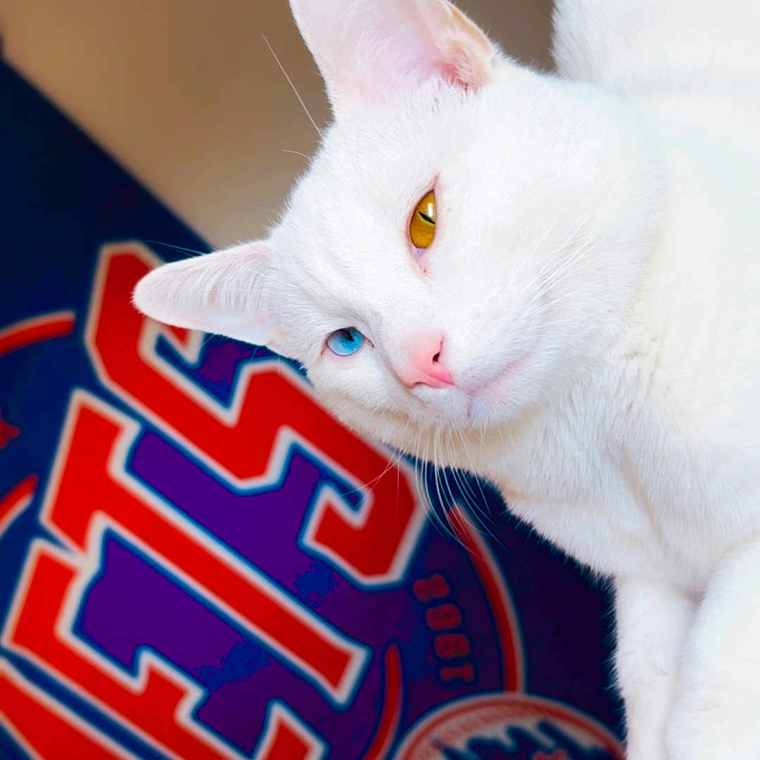 Polar Pete joined the competition — help win amazing prizes! blue_eye, cat, close_up, curious, ear, feline, fur, golden_eye, heterochromia, indoor, logo, mets, mlb, pet, pink_nose, portrait, sports_banner, wall_poster, whiskers, white_cat