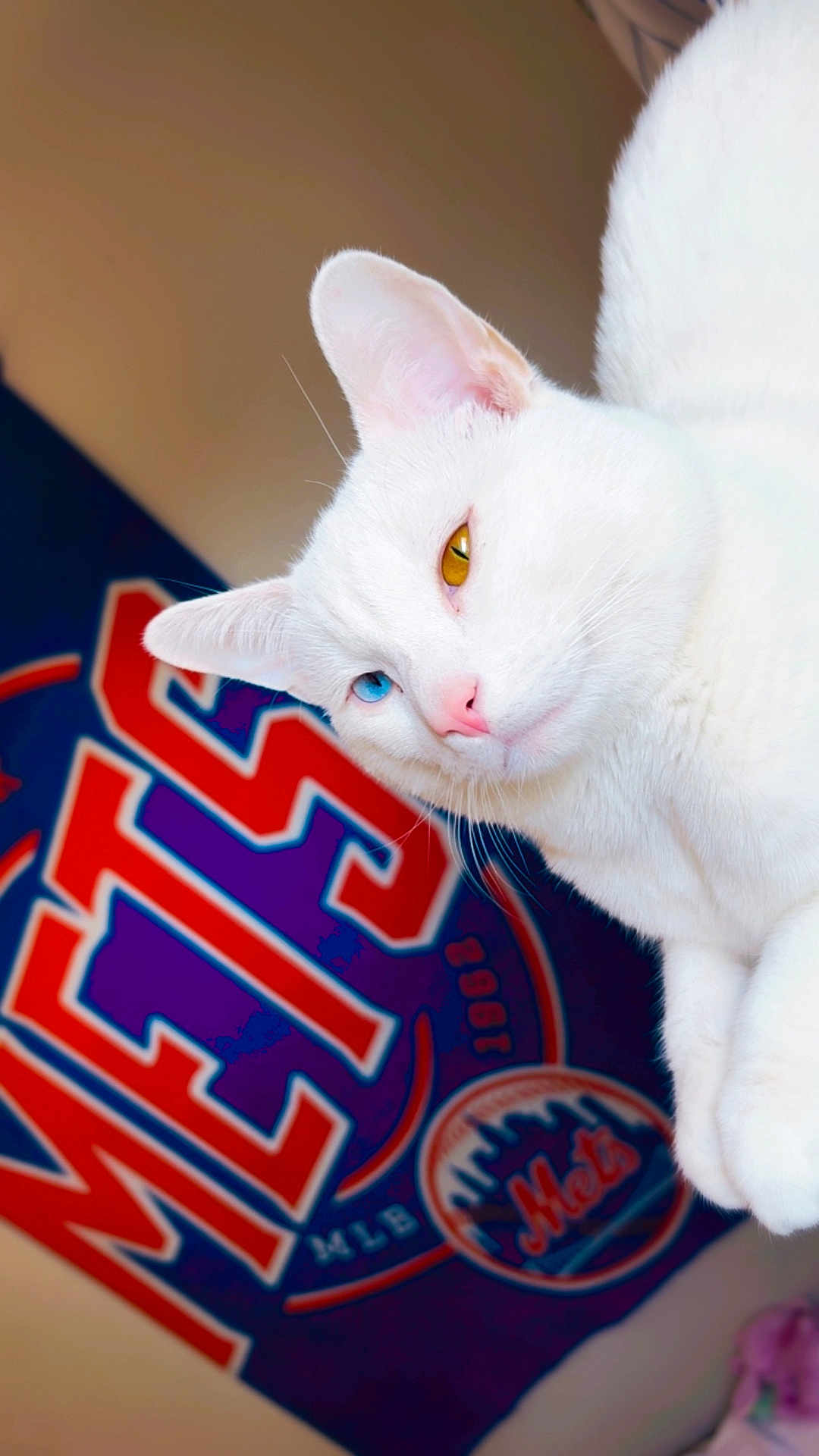 Polar Pete joined the competition — help win amazing prizes! blue_eye, cat, close_up, curious, ear, feline, fur, golden_eye, heterochromia, indoor, logo, mets, mlb, pet, pink_nose, portrait, sports_banner, wall_poster, whiskers, white_cat