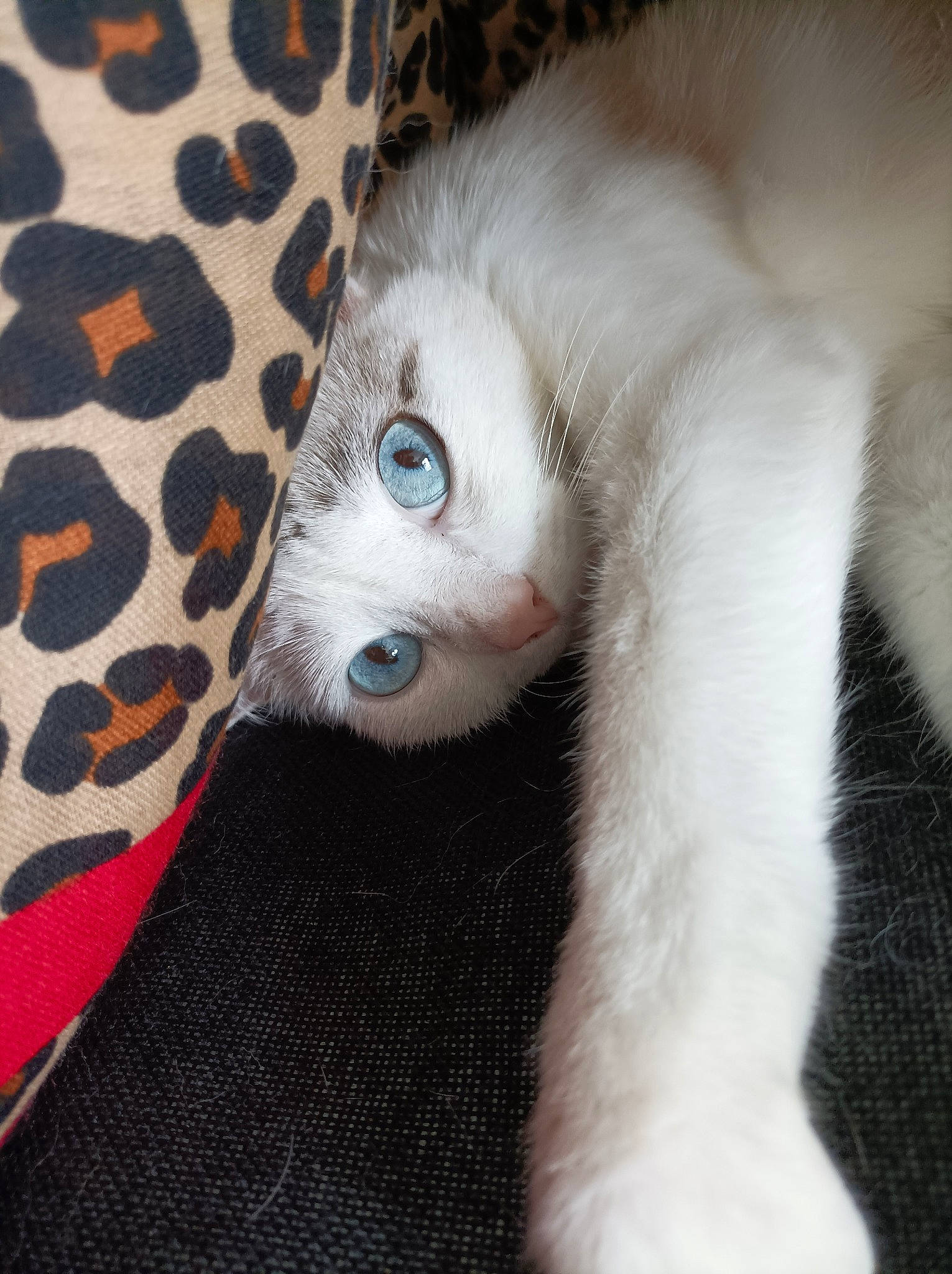 Poupie a rejoint le concours — aidez-le/la à gagner de superbes lots ! carnivore, cat, cat_bed, cat_supply, claw, comfort, domestic_short_haired_cat, fawn, felidae, fur, pattern, paw, small_to_medium_sized_cats, snout, tail, whiskers