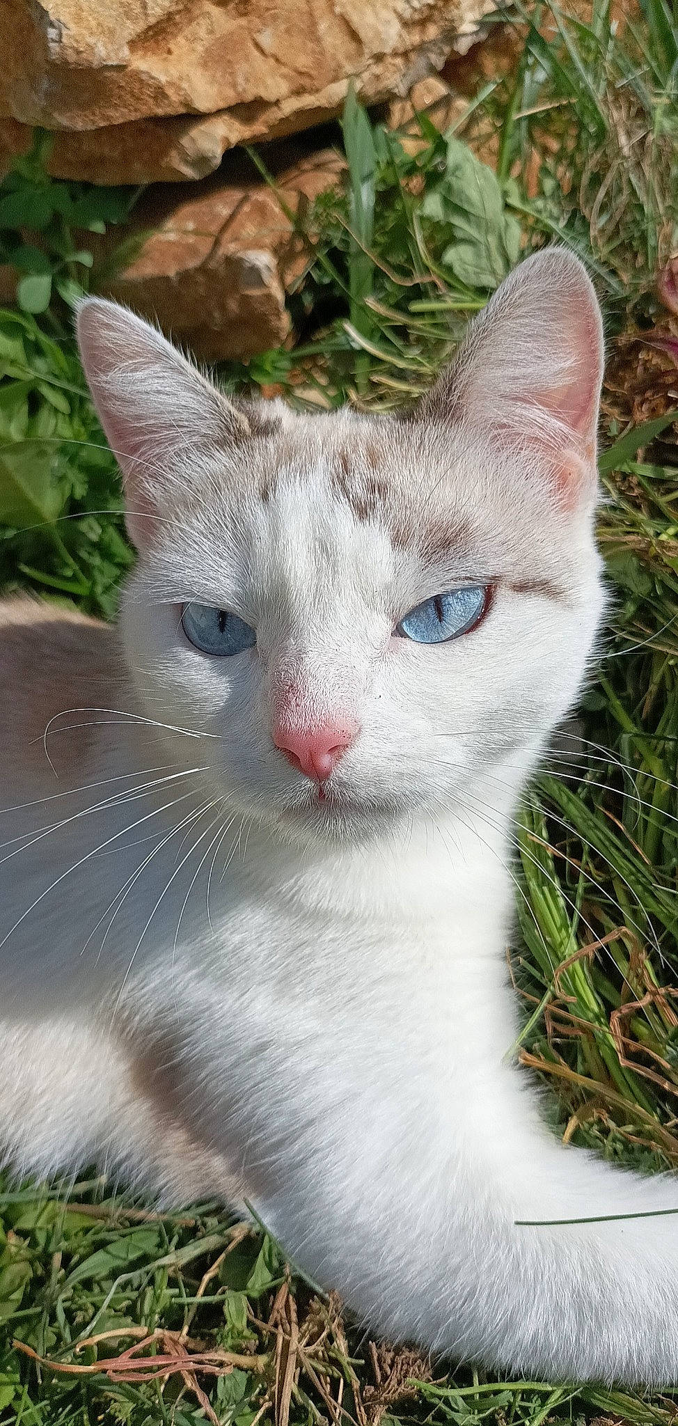 Poupie a rejoint le concours — aidez-le/la à gagner de superbes lots ! carnivore, cat, close_up, domestic_short_haired_cat, eye, fawn, felidae, fur, grass, head, iris, nose, plant, small_to_medium_sized_cats, snout, tail, terrestrial_animal, tree, whiskers, wildlife