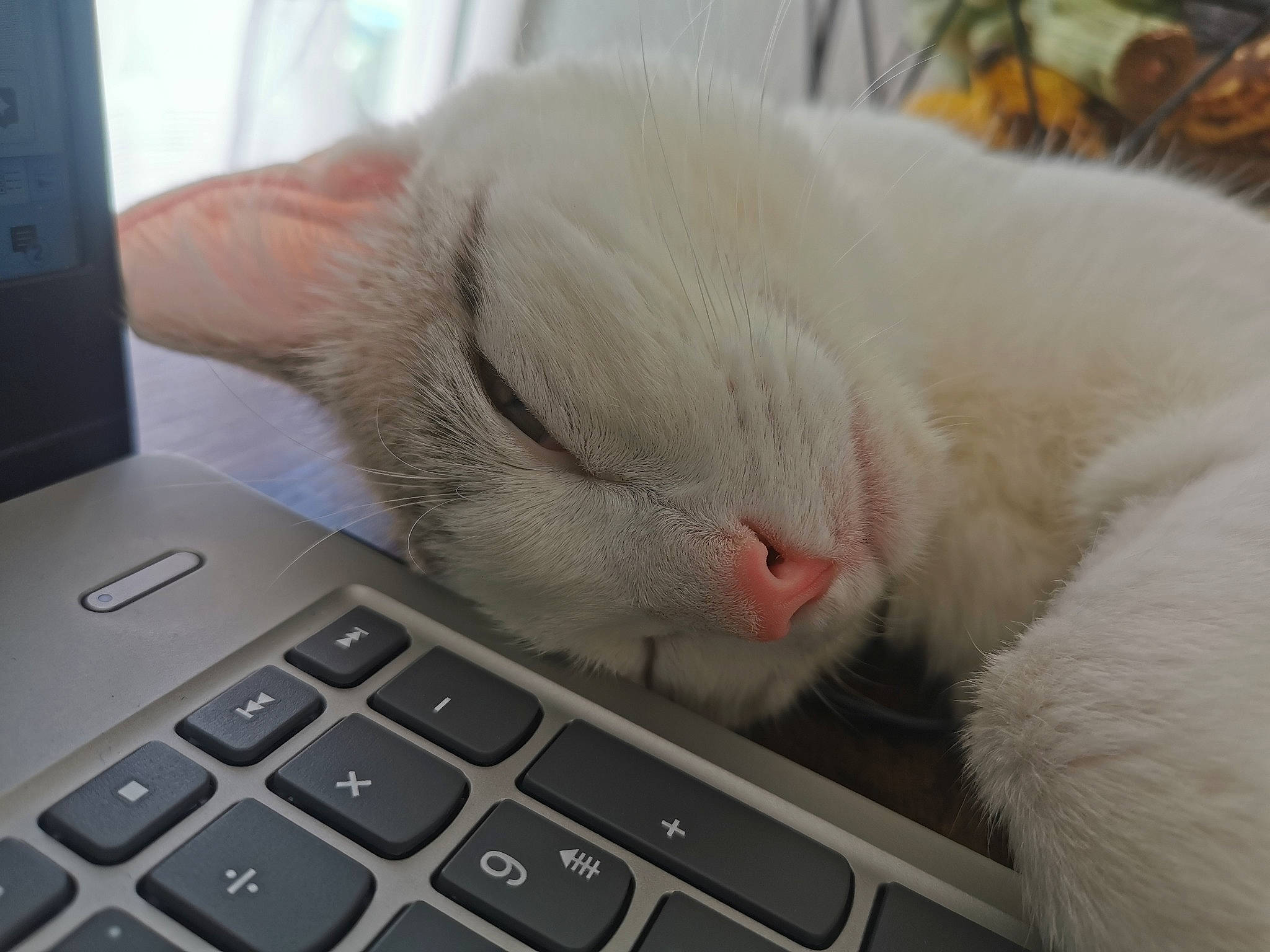 Poupie participe au concours pour gagner de l'argent avec cette photo : carnivore, cat, comfort, computer, computer_keyboard, felidae, gadget, input_device, laptop, netbook, nose, office_equipment, output_device, peripheral, personal_computer, small_to_medium_sized_cats, snout, space_bar, touchpad, whiskers