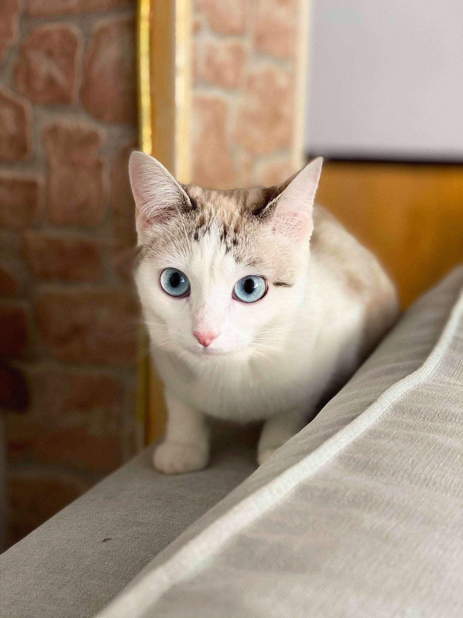 Poupie participe au concours pour gagner de l'argent avec cette photo : carnivore, cat, collar, comfort, domestic_short_haired_cat, door, fawn, felidae, fur, grey, linens, metal, pet_supply, small_to_medium_sized_cats, snout, terrestrial_animal, whiskers, window, wood