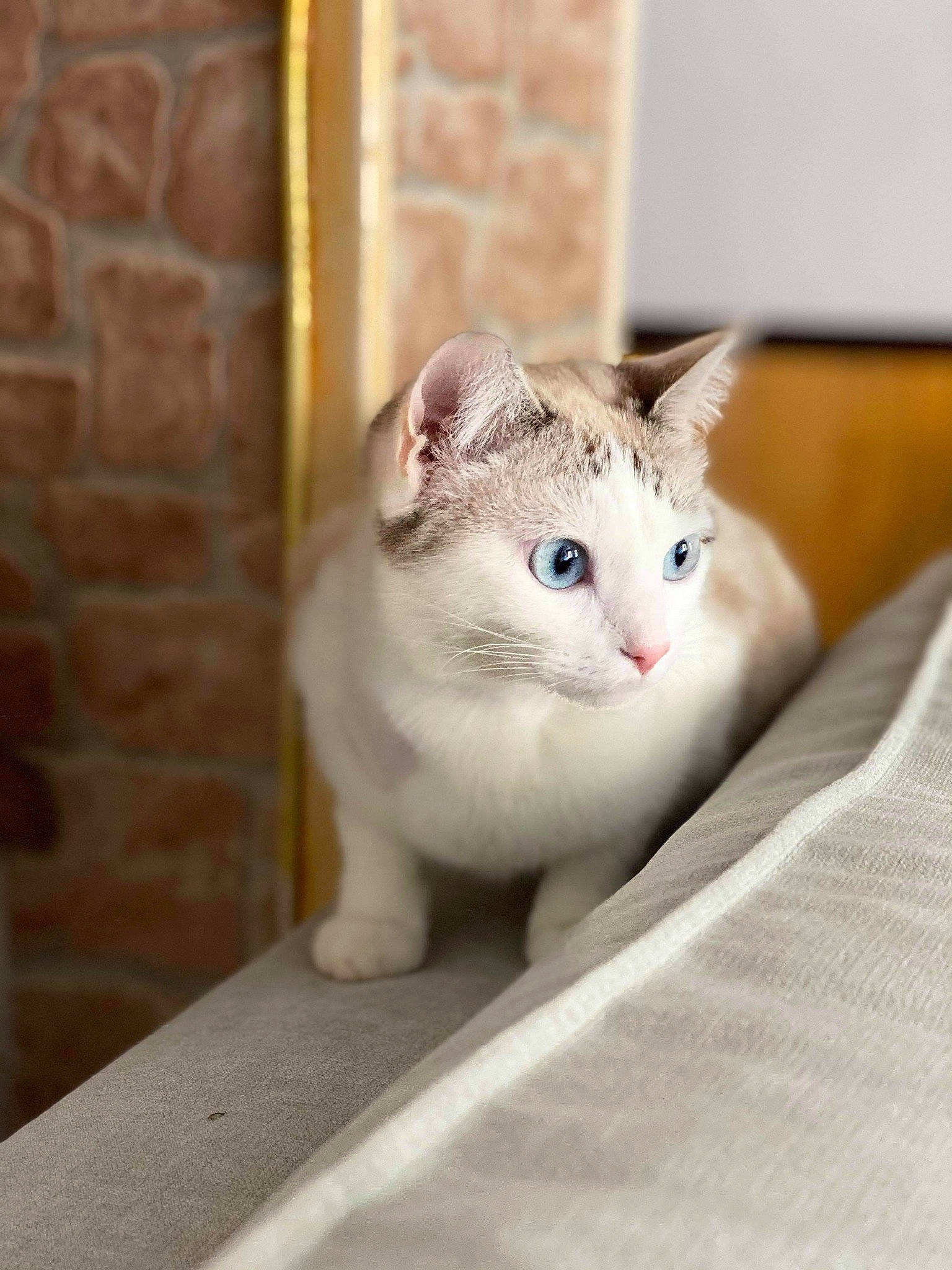 Poupie participe au concours pour gagner de l'argent avec cette photo : brickwork, carnivore, cat, collar, comfort, domestic_short_haired_cat, door, fawn, felidae, fixture, fur, grey, small_to_medium_sized_cats, snout, terrestrial_animal, whiskers, window, wood