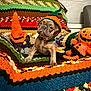 puppy, dog, knitted_hat, pumpkin_hat, crocheted_blanket, plush_toy, pumpkin_toy, witch_hat, cozy, festive, autumn, indoor, pet, cute, costume, colorful, texture, animal, holiday, decor