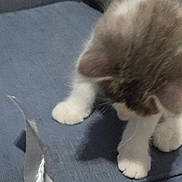 Patches joined the competition — help win amazing prizes! kitten, cat, paw, white_paw, curious, blue_fabric, close_up, silver_object, feline, pet, indoor, young_cat, animal, soft_fur, gray_brown_fur, whiskers, playful, investigation, domestic_cat, furry