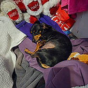 Sophie is registered to the contest to win money with this photo: dog, sleeping, blanket, stuffed_animal, plush_toy, heart, red, purple, white, orange, brown, black, tan, fur, pet, resting, indoor, cozy, pile, fabric