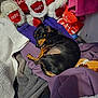 dog, sleeping, blanket, stuffed_animal, plush_toy, heart, red, purple, white, orange, brown, black, tan, fur, pet, resting, indoor, cozy, pile, fabric