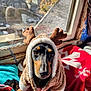 Sophie is registered to the contest to win money with this photo: dog, costume, reindeer, window, blanket, indoor, sunlight, holiday, christmas, pet, animal, fur, cute, black_and_tan, warm, decor, face, portrait, cozy, seasonal