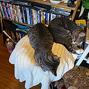 Mittens is registered to the contest to win money with this photo: cat, tabby_cat, sleeping, towel, stool, bookshelf, dvd, teddy_bear, heart, wooden_floor, indoor, stuffed_animal, furniture, clutter, relaxing, pet, animal, household_items, cozy, resting