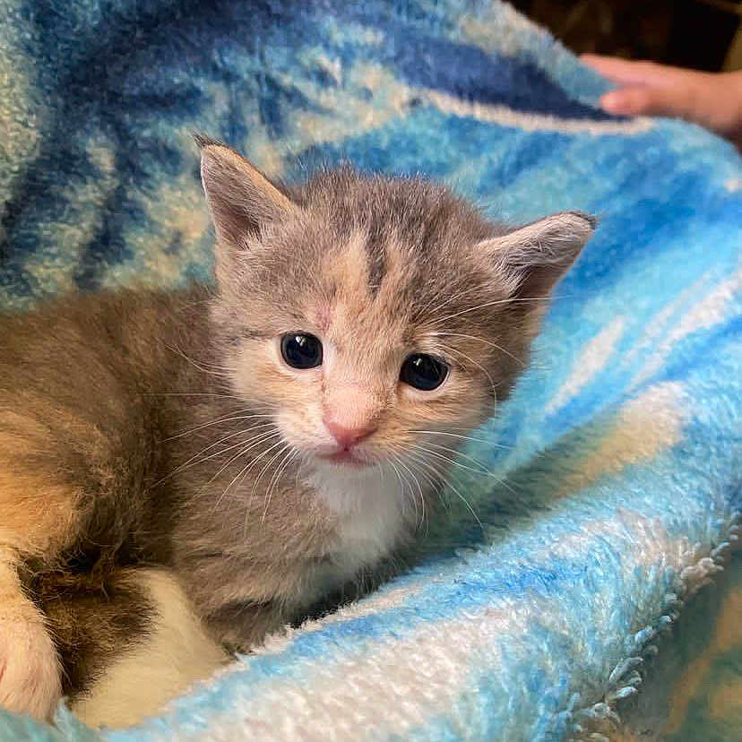 Silvana is registered to the contest to win money with this photo: animal, baby_animal, blanket, blue, cat, closeup, comfort, cozy, cute, fur, indoor, kitten, pattern, pet, resting, sleeping_area, small, soft, whiskers, young