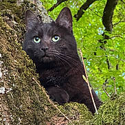 Lili a rejoint le concours — aidez-le/la à gagner de superbes lots ! black_cat, cat, moss, tree, tree_bark, branch, green_leaves, forest, animal, pet, wildlife, nature, outdoor, feline, eyes, whiskers, fur, close_up, daylight, natural_light