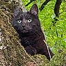 animal, black_cat, branch, cat, close_up, daylight, eyes, feline, forest, fur, green_leaves, moss, natural_light, nature, outdoor, pet, tree, tree_bark, whiskers, wildlife