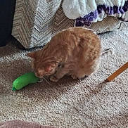Ginger joined the competition — help win amazing prizes! cat, orange_tabby, toy, carpet, indoor, furniture, couch, blanket, curious, pet, animal, home, floor, cozy, domestic, feline, playful, resting, living_room, soft