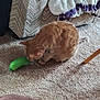cat, orange_tabby, toy, carpet, indoor, furniture, couch, blanket, curious, pet, animal, home, floor, cozy, domestic, feline, playful, resting, living_room, soft
