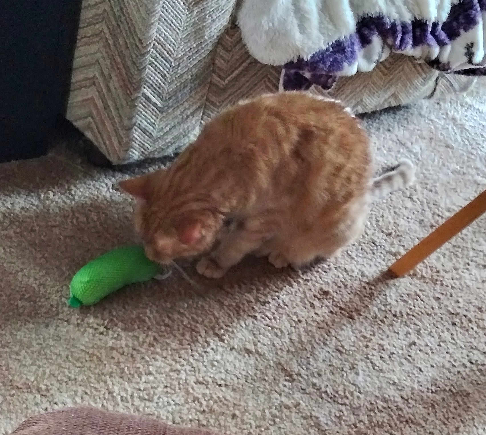 Ginger joined the competition — help win amazing prizes! cat, orange_tabby, toy, carpet, indoor, furniture, couch, blanket, curious, pet, animal, home, floor, cozy, domestic, feline, playful, resting, living_room, soft