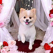Princess Bella is registered to the contest to win money with this photo: dog, small_dog, fluffy, cute, smiling, carpet, curtains, flowers, roses, pink_roses, red_roses, indoor, pet, animal, fur, happy, portrait, decor, white_curtains, cute_pet