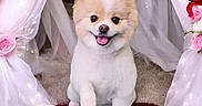 Bella joined the competition — help win amazing prizes! adorable, animal, beige, carpet, cozy, curtains, cute, decor, dog, flowers, fluffy, happy, indoor, pet, portrait, posing, puppy, roses, smiling, white