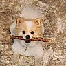 Bella is registered to the contest to win money with this photo: animal, brown, carpet, chew_stick, collar, cute, dog, ears, face, fluffy, fur, indoor, lying_down, pet, pet_accessory, playful, puppy, small_dog, toy, white