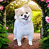 animal, archway, bow_tie, cute, dog, flowers, fluffy, garden, greenery, happy, nature, outdoor, pathway, pet, pomeranian, portrait, small_dog, smiling, sunlight, tongue_out