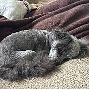 Dinky joined the competition — help win amazing prizes! dog, sleeping, couch, blanket, pet, fur, relaxed, indoors, cozy, resting, animal, companion, home, curled_up, brown_blanket, white_dog, gray_dog, collar, furry, nap