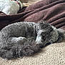 dog, sleeping, couch, blanket, pet, fur, relaxed, indoors, cozy, resting, animal, companion, home, curled_up, brown_blanket, white_dog, gray_dog, collar, furry, nap