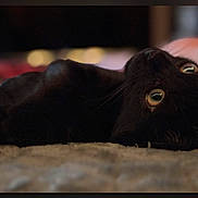Bean joined the competition — help win amazing prizes! cat, black_cat, pet, feline, golden_eyes, lying_down, upside_down, indoor, carpet, cozy, close_up, portrait, dark_fur, whiskers, relaxed, playful, dramatic, soft_focus, warm_lighting, home