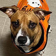 Boogie joined the competition — help win amazing prizes! dog, brown_dog, pet, animal, orange_clothing, costume, cute, looking_up, ears, snout, indoor, floor, tile_floor, white_markings, curious, companion, canine, wearing_clothes, portrait, domestic_animal