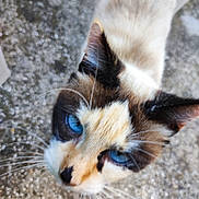 Ukulélé a rejoint le concours — aidez-le/la à gagner de superbes lots ! abyssinian, animal, cat, gravel, kitten, manx, pet, road, siamese