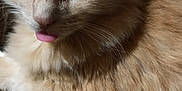 Scooter joined the competition — help win amazing prizes! animal, blanket, cat, close_up, cozy, cute, domestic_animal, ears, feline, fluffy, fur, indoor, mammal, orange_cat, pet, relaxed, resting, soft_texture, tongue_out, whiskers