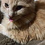 animal, blanket, cat, close_up, cozy, cute, domestic_animal, ears, feline, fluffy, fur, indoor, mammal, orange_cat, pet, relaxed, resting, soft_texture, tongue_out, whiskers